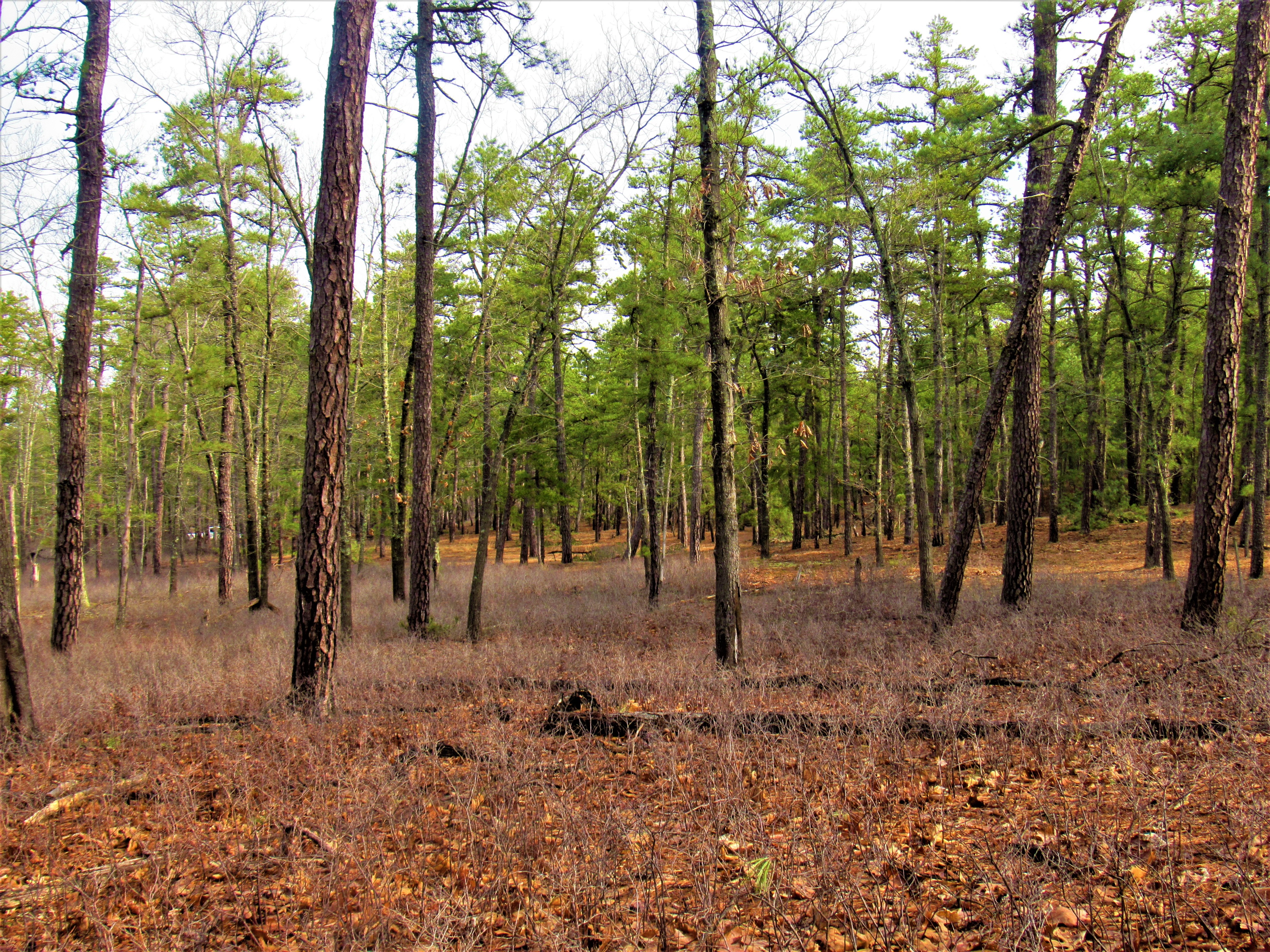 The Jersey Devil