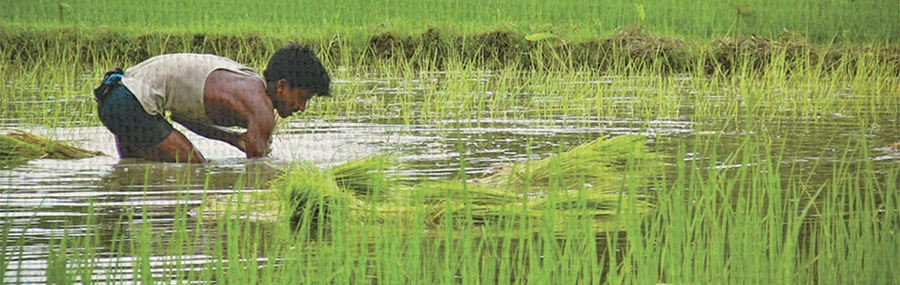 Golden Rice: The Imperiled Birth of a GMO Superfood | Hopkins Press