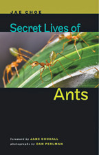 Cover image of Secret Lives of Ants