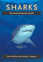 Cover image of Sharks