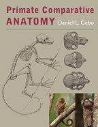 Cover image of Primate Comparative Anatomy