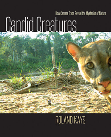 Cover image of Candid Creatures