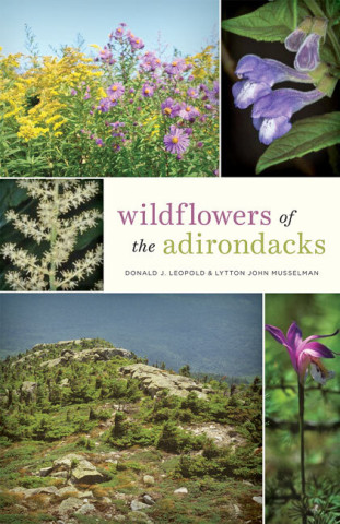 Cover image of Wildflowers of the Adirondacks