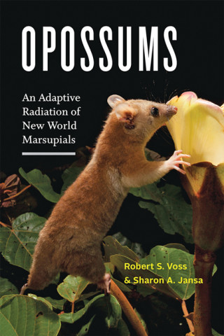 Cover image of Opossums