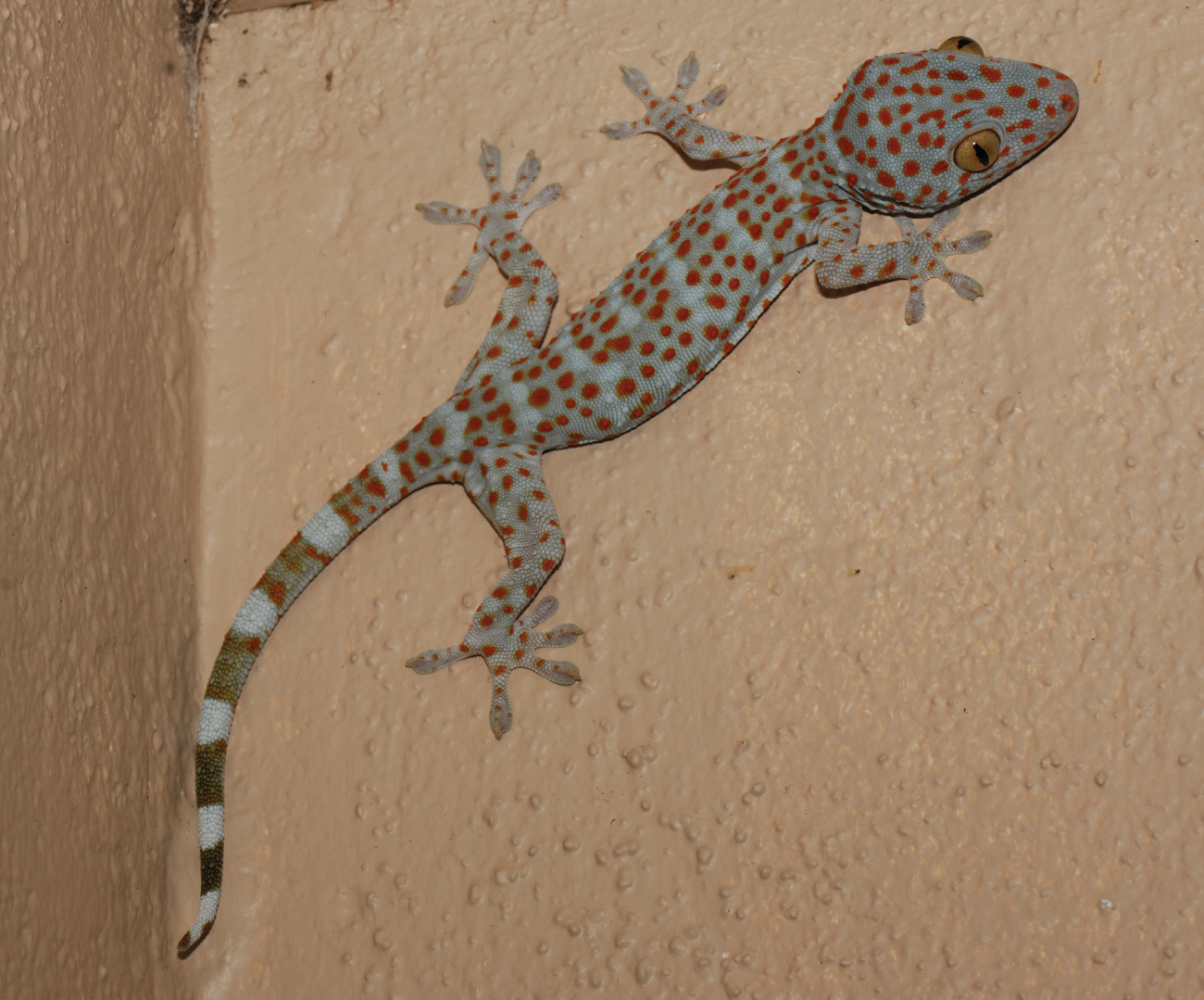 Wild Thing: Q&A from Geckos: The Animal Answer Guide | Hopkins Press