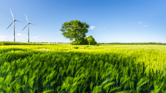 Green wheat field with tree, blue sky and wind wheels in background