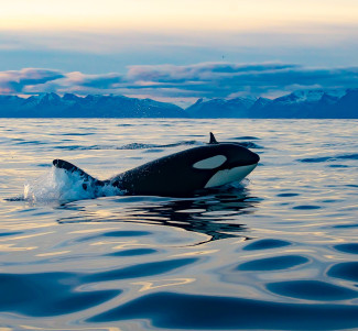 Two orcas swimming during sunset
