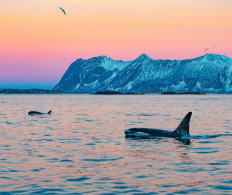 Two orcas swimming during sunset with mountains in the background