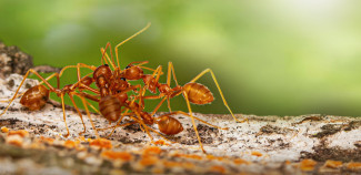 ants on a tree branch