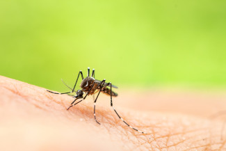 Mosquito landed on human skin