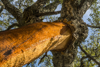 GettyImages-498190622%20cork%20tree.jpg