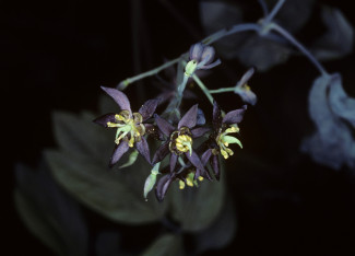Leopold_Fig.%204.035_Chapter%204A_Caulophyllum%20thalictroides.jpg