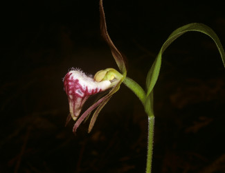 Leopold_Fig.%204.115_Chapter%204A_Cypripedium%20arietinum.jpg