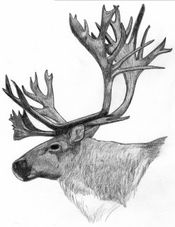 caribou-antlers_0.jpg