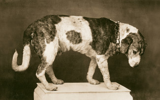 dog2.jpg
