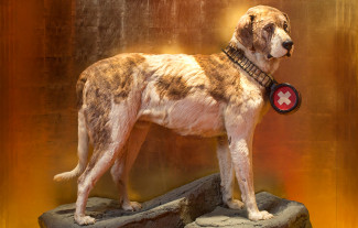 dog3.jpg