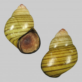 fig_5.2_Filopaludina_sumatrensis_959634.jpg