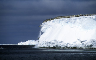 penguin-plunge-4_0.jpg