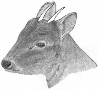 pudu-antlers1_0.jpg